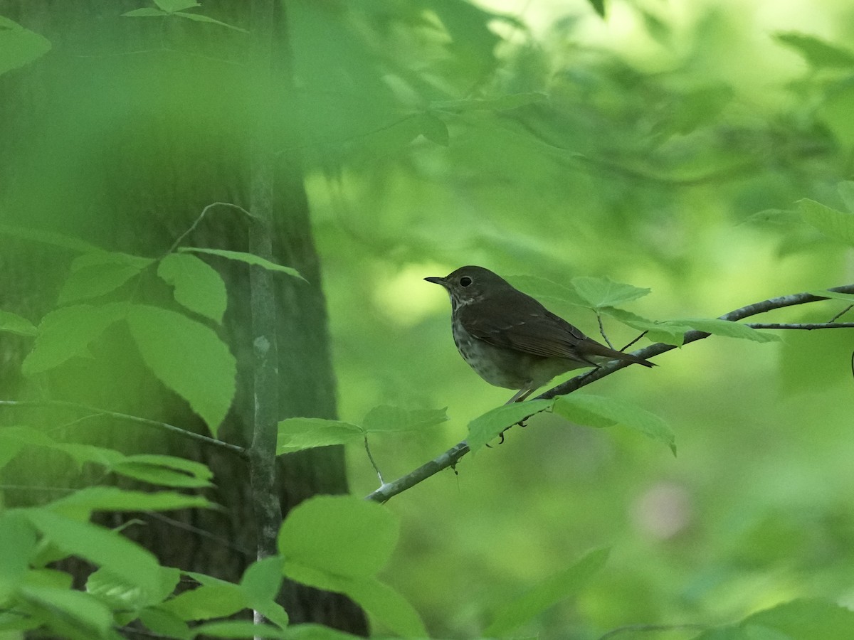 Hermit Thrush - ML633926839
