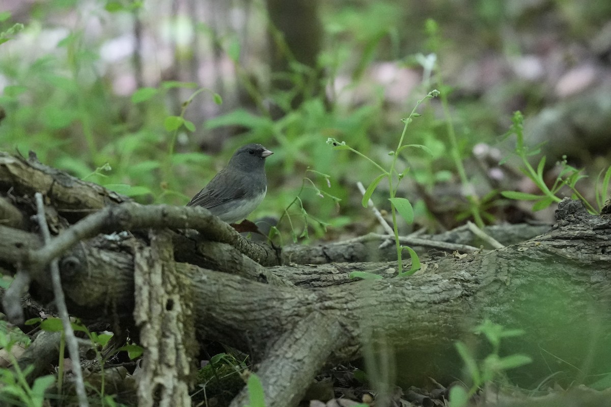 Dark-eyed Junco - ML633926878