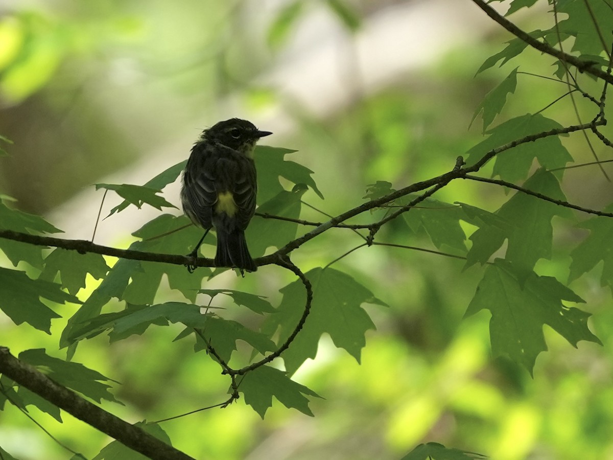 Yellow-rumped Warbler - ML633926896