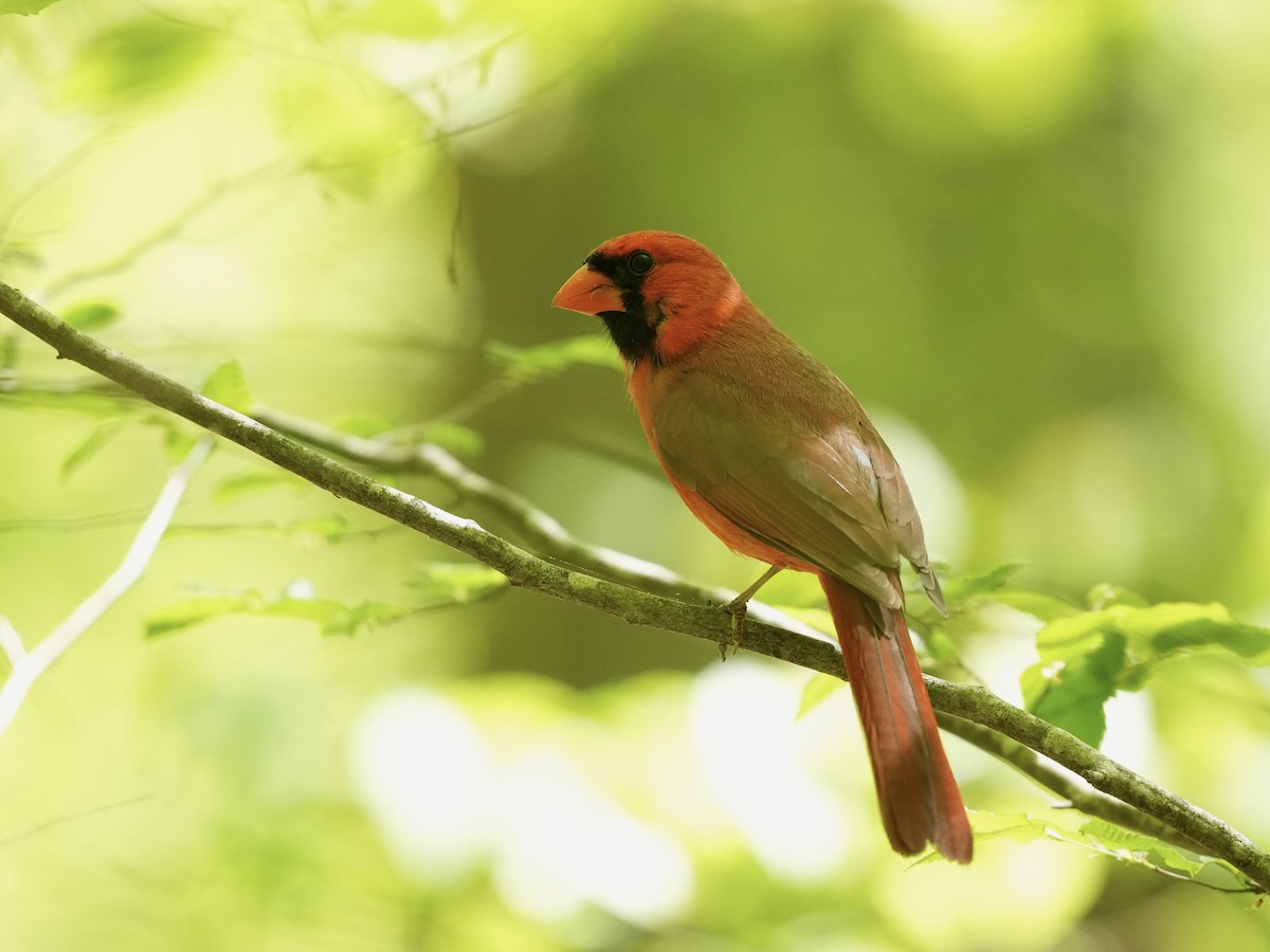 Northern Cardinal - ML633926907