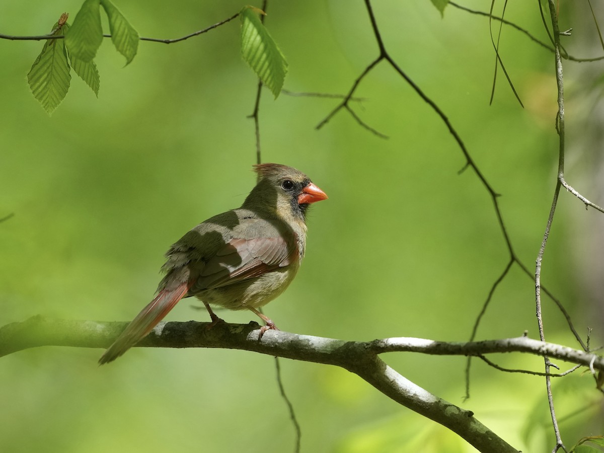 Northern Cardinal - ML633926908