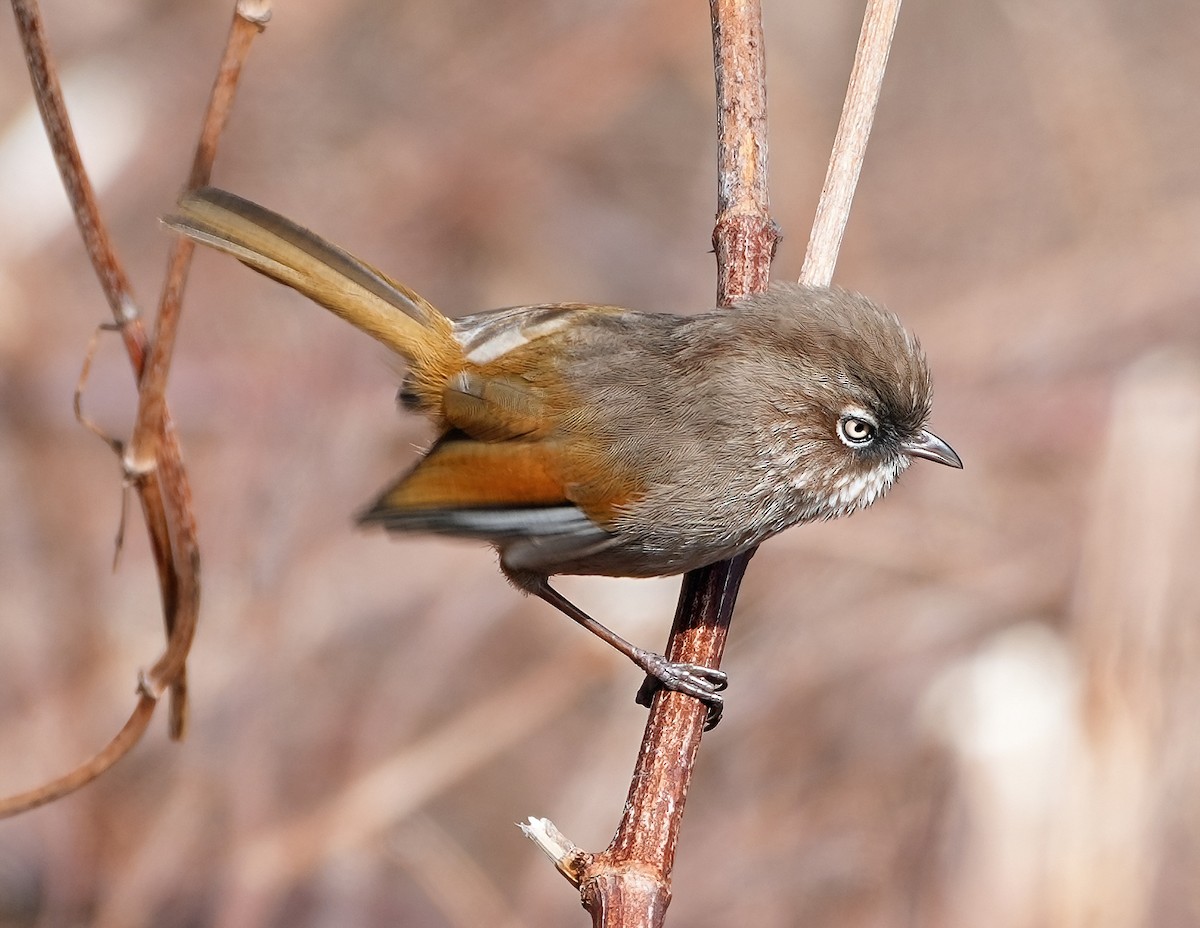 Taiwan Fulvetta - ML633926959