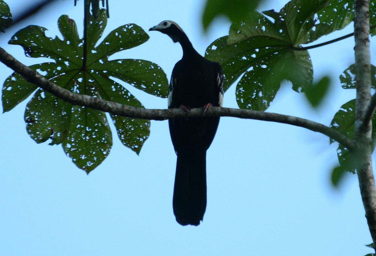 Blue-throated Piping-Guan - ML633927025