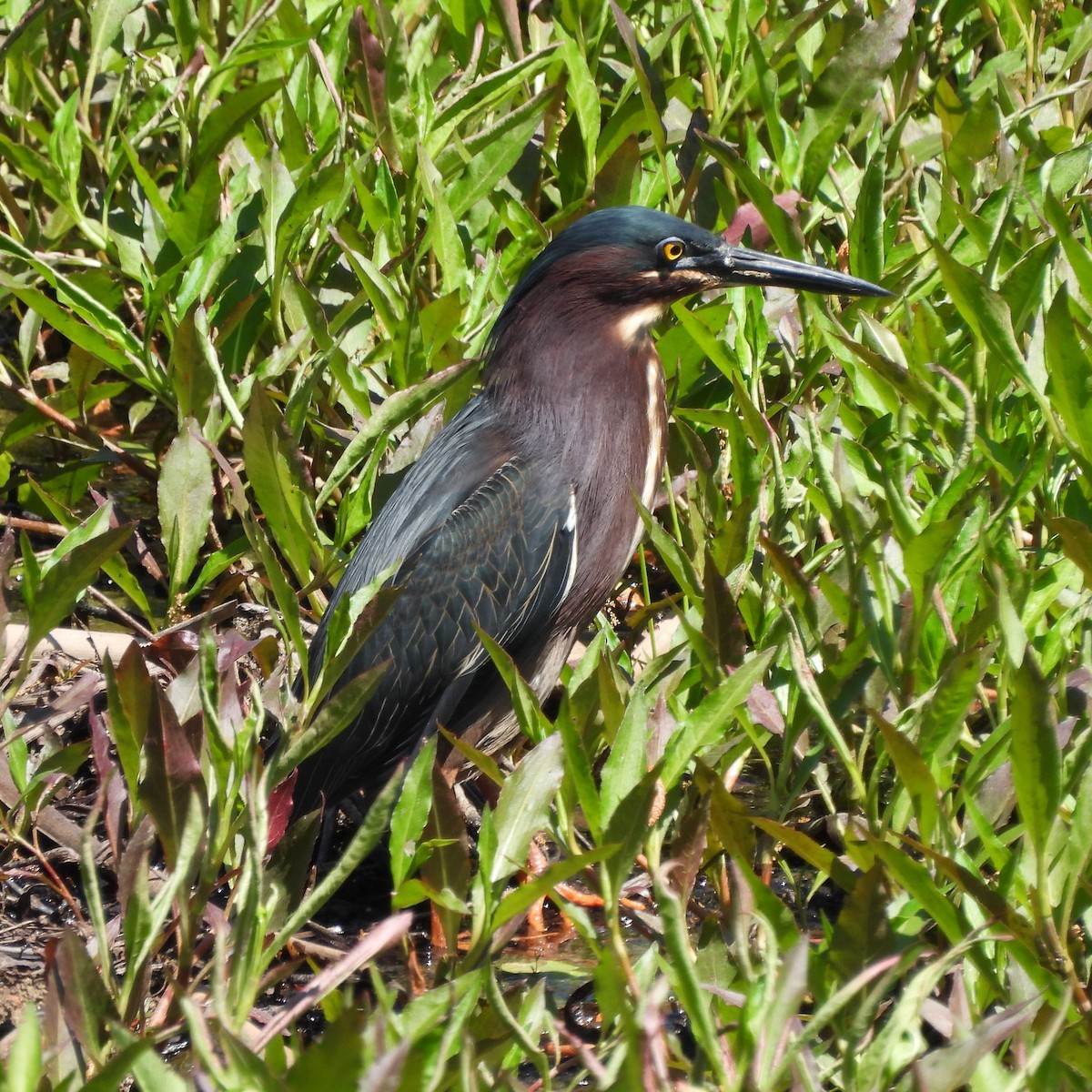 Green Heron - ML633927040