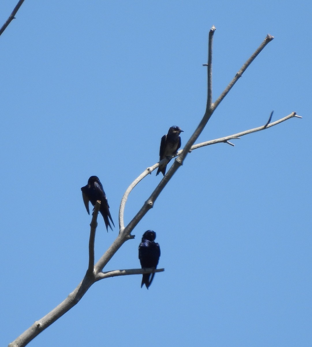 Purple Martin - ML633927075