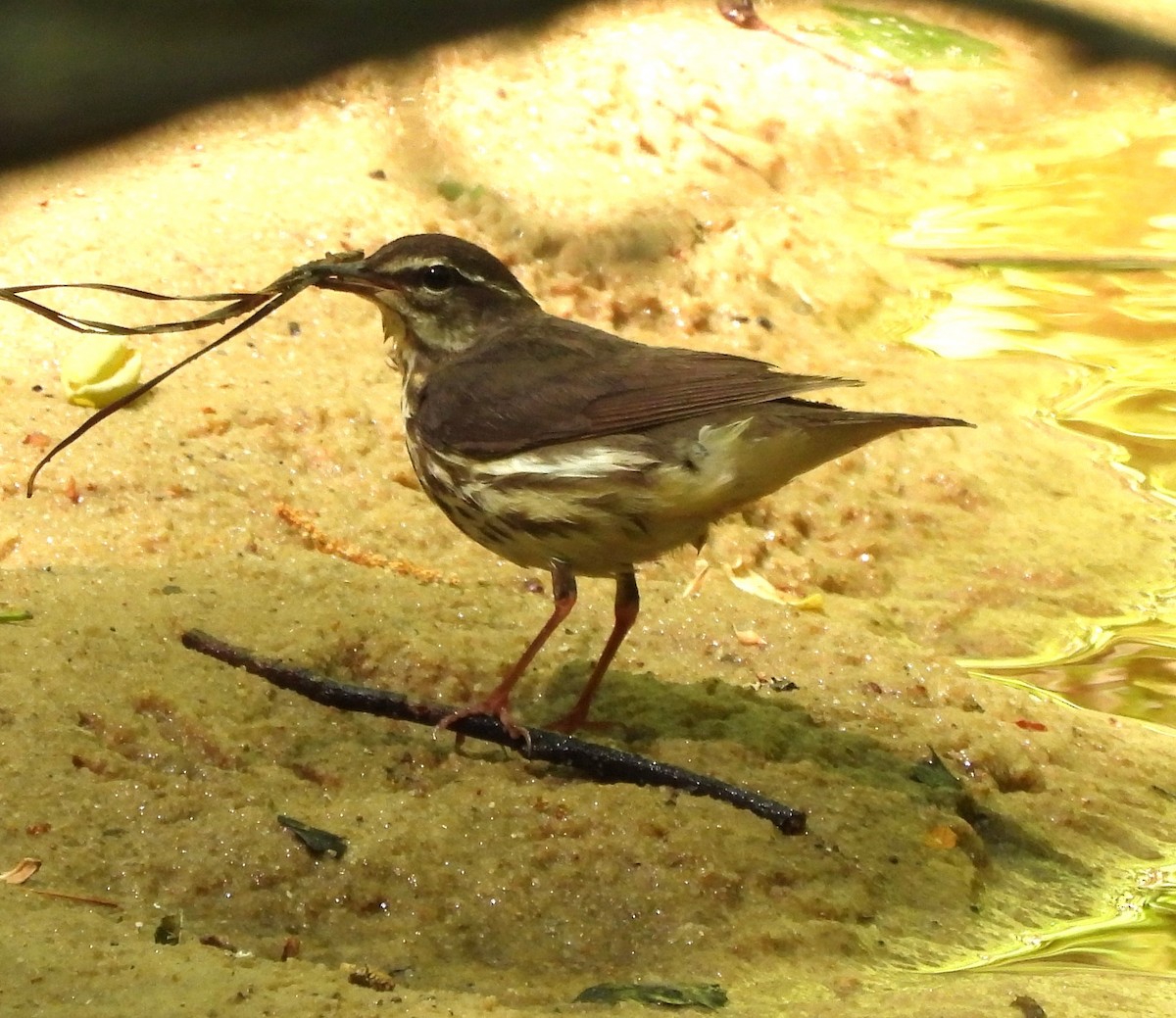 Louisiana Waterthrush - ML633927115