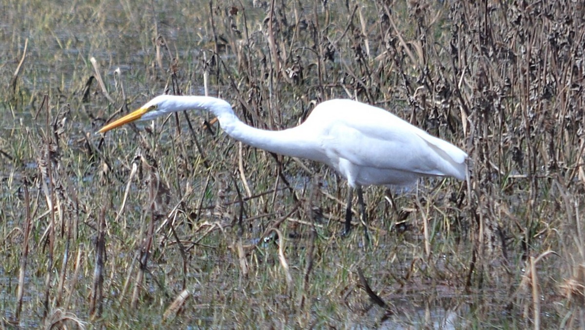 Great Egret - ML633927141