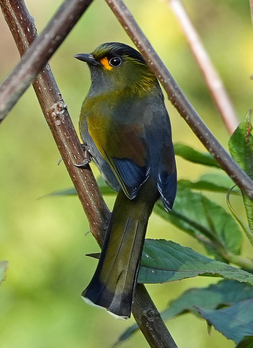 Taiwan Liocichla - ML633927154