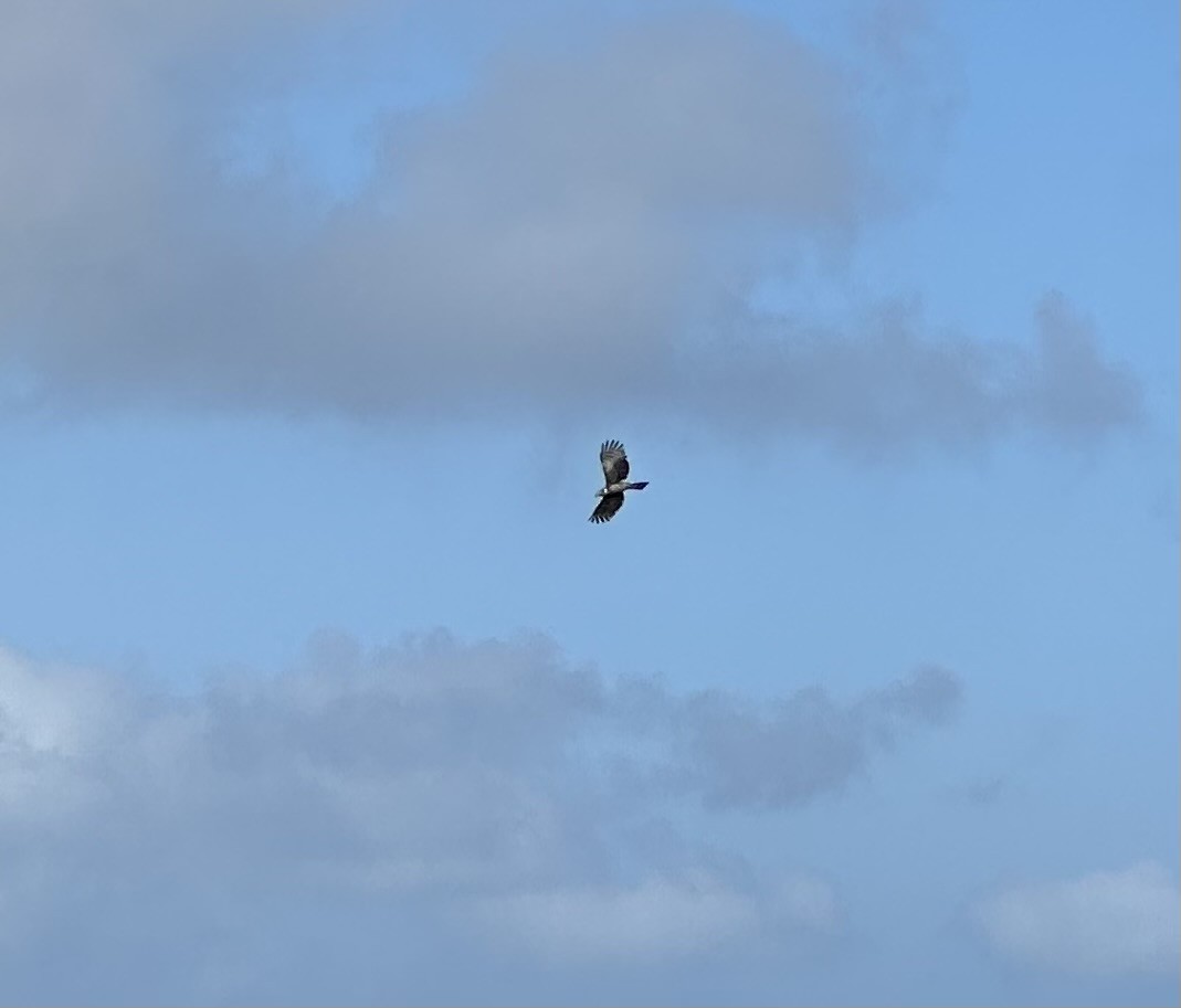 Hook-billed Kite (Grenada) - ML633927304