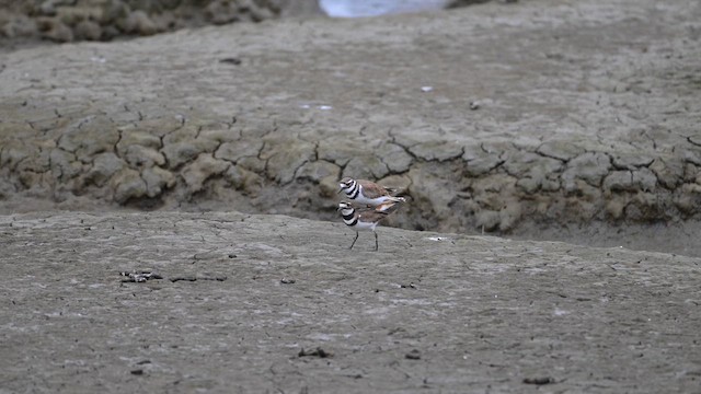 フタオビチドリ - ML633927314