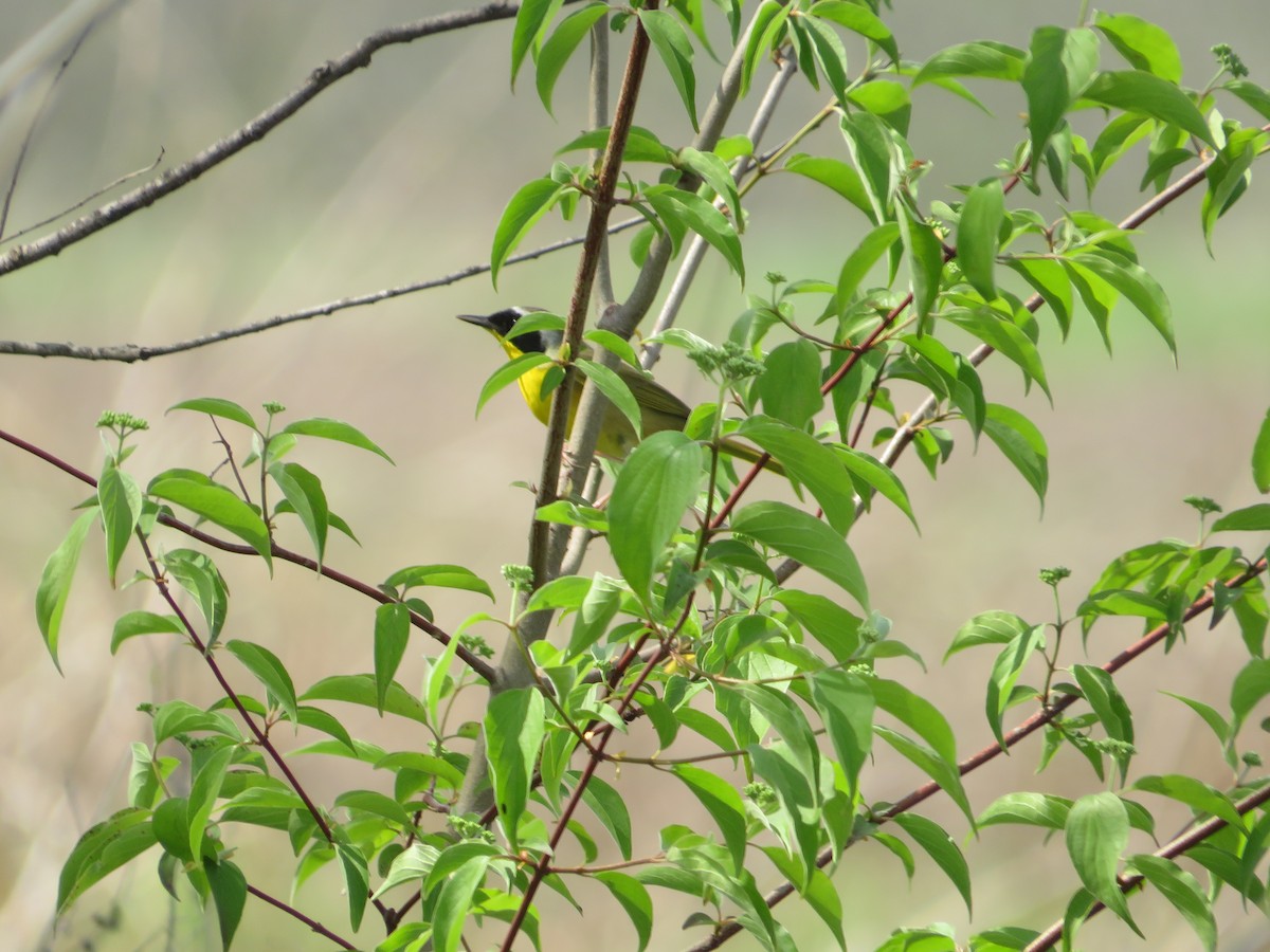 Common Yellowthroat - ML633927321