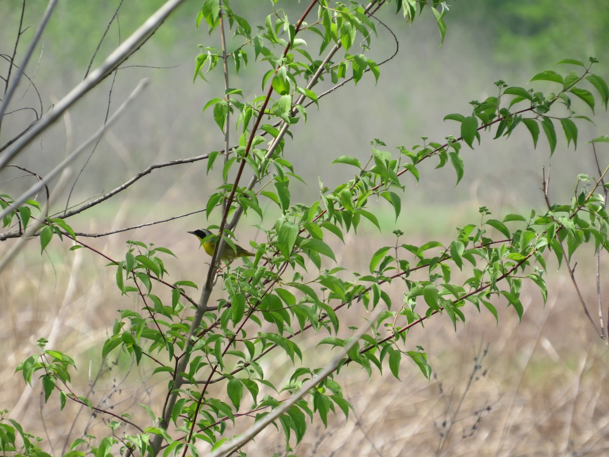 Common Yellowthroat - ML633927330