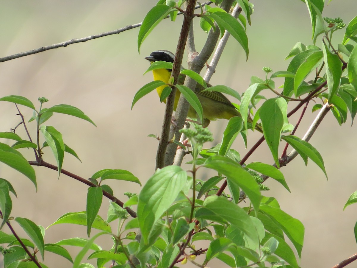 Common Yellowthroat - ML633927343