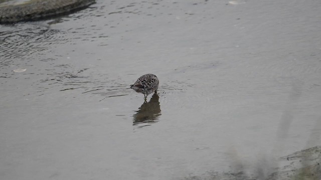 Short-billed/Long-billed Dowitcher - ML633927359