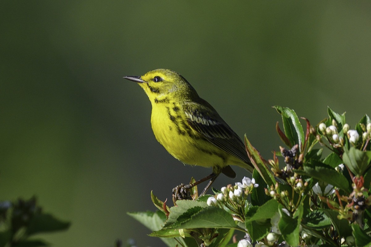 Prairie Warbler - ML633927387