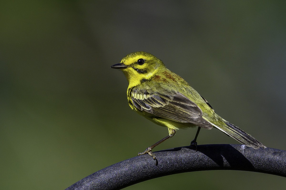 Prairie Warbler - ML633927482