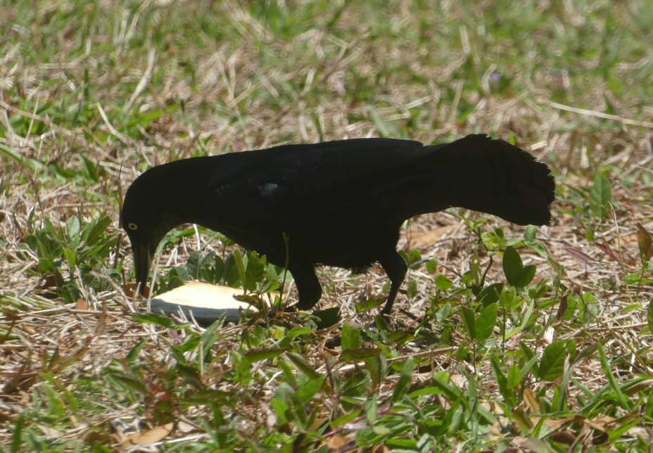 Greater Antillean Grackle - ML633927494