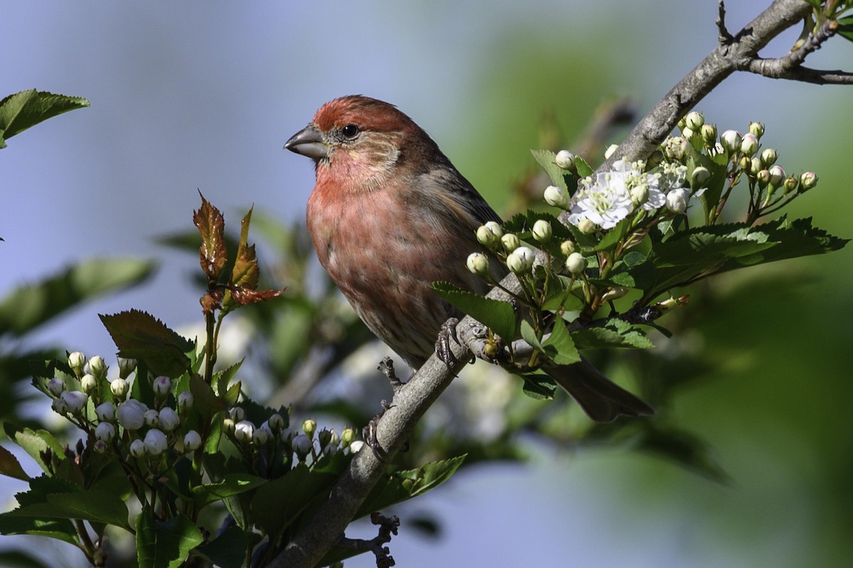 House Finch - ML633927561