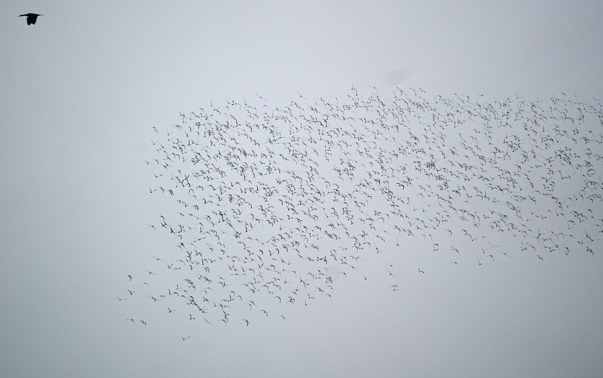 Black-headed Gull - ML633927851