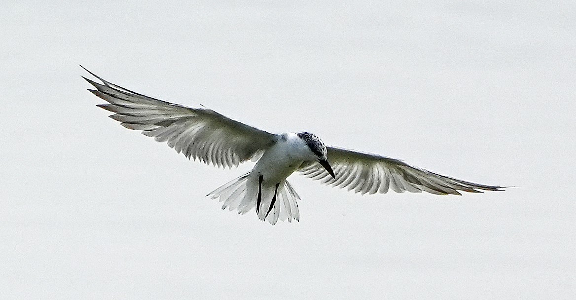 Whiskered Tern - ML633927861