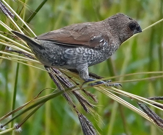 Scaly-breasted Munia - ML633927904