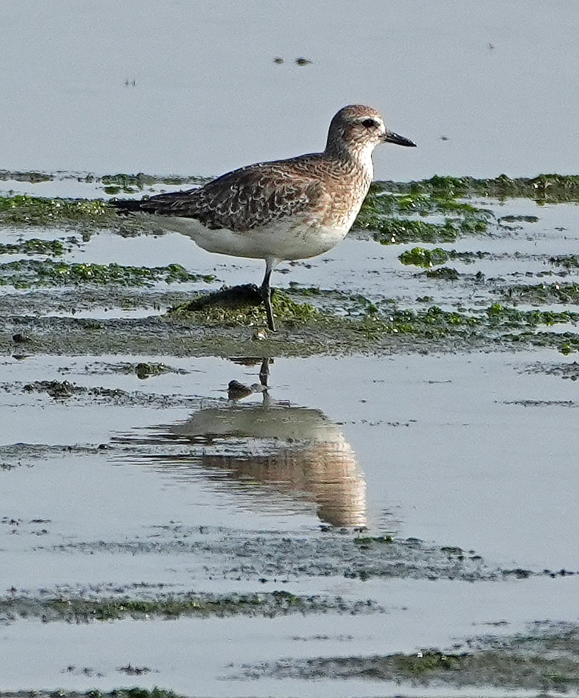 Black-bellied Plover - ML633927940
