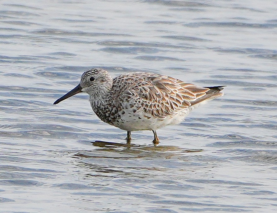 Great Knot - ML633927950