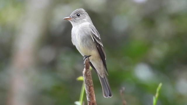 Eastern Wood-Pewee - ML633927952