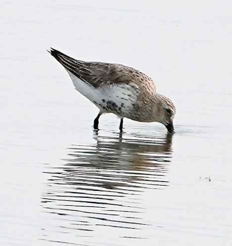Dunlin - ML633927965