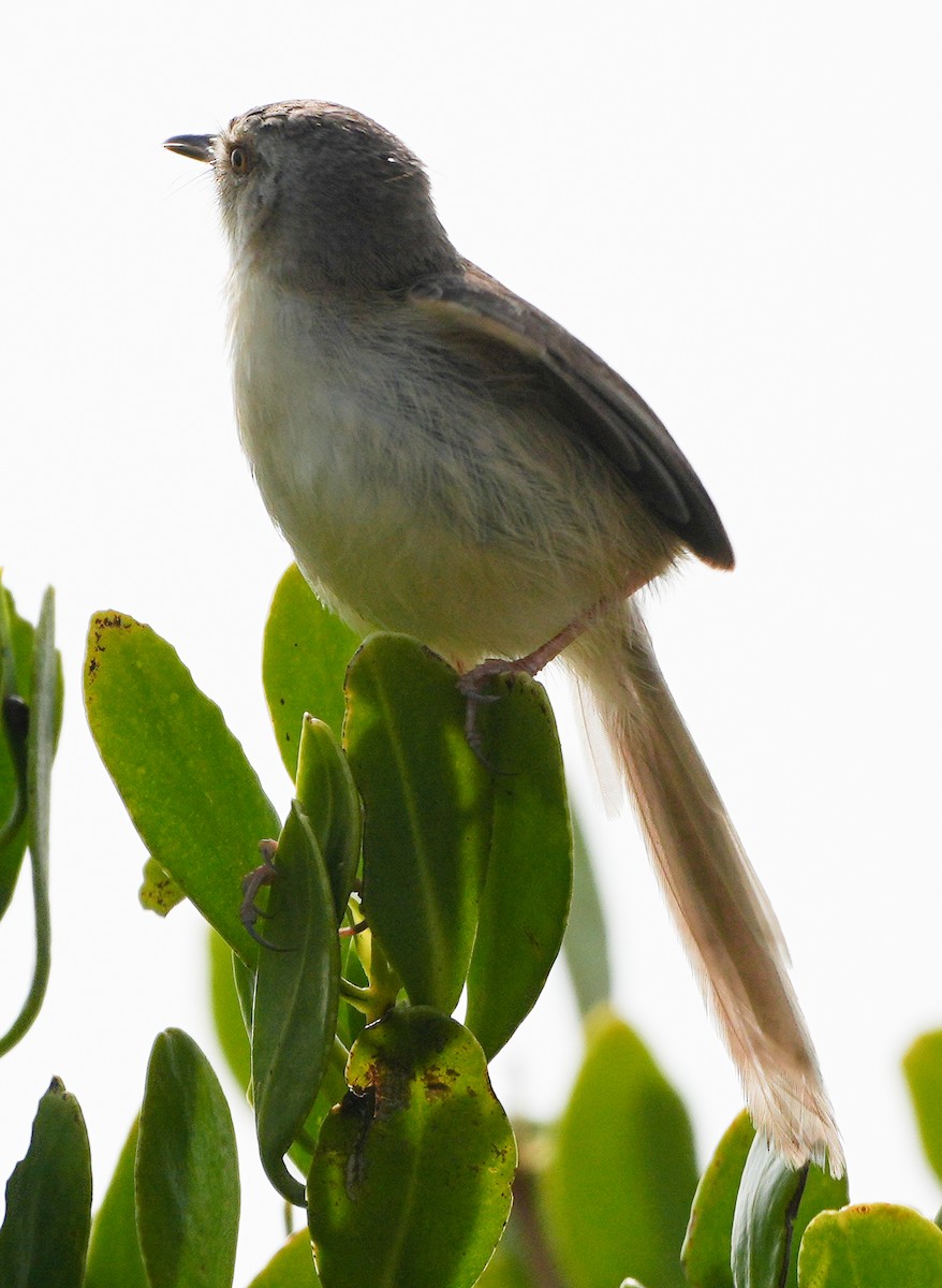 Plain Prinia - ML633927976