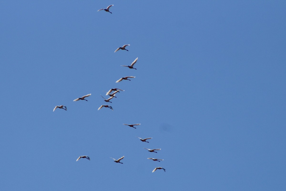 Tundra Swan (Whistling) - ML633928053