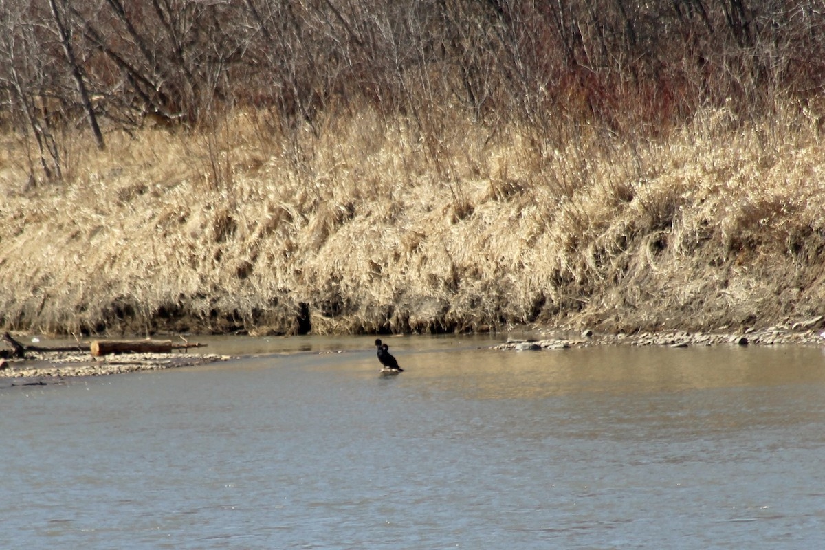 Double-crested Cormorant - ML633928070