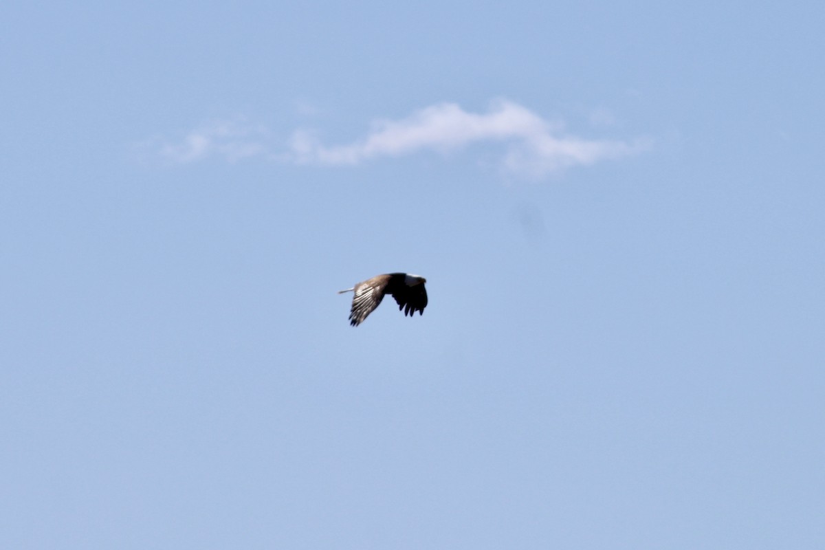 Bald Eagle - ML633928080