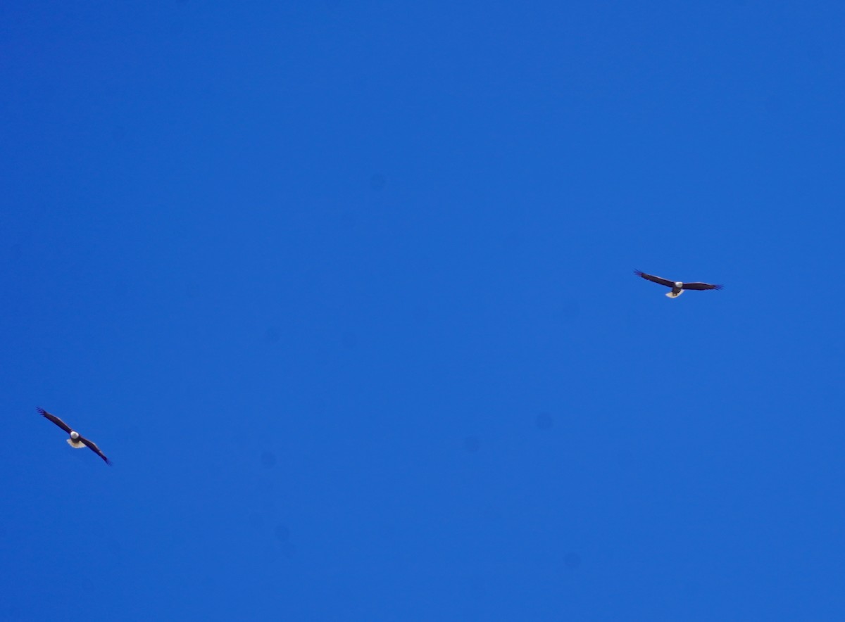Bald Eagle - ML633928095