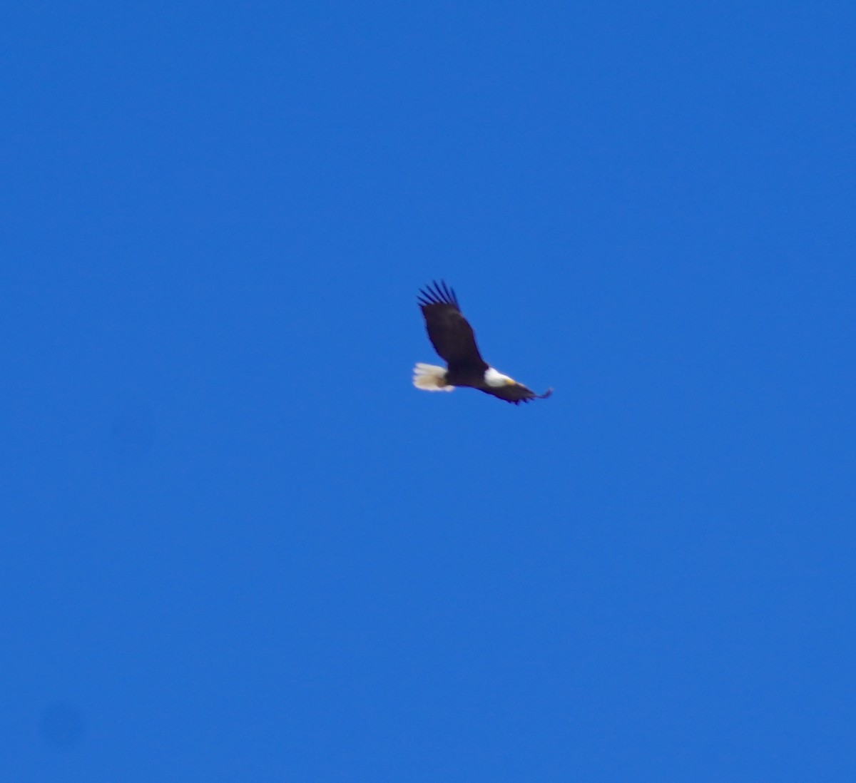 Bald Eagle - ML633928098