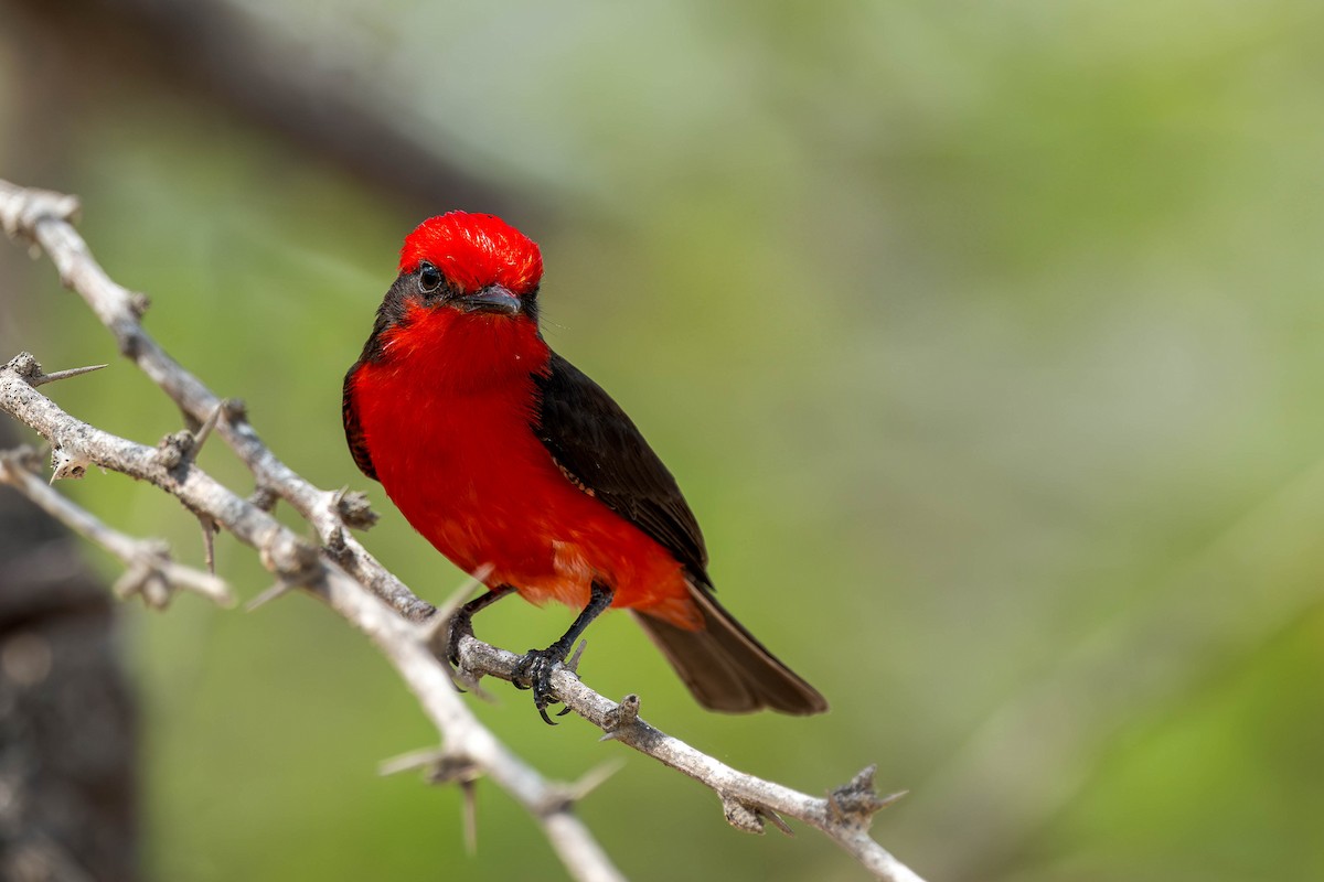 Vermilion Flycatcher (saturatus) - ML633928167