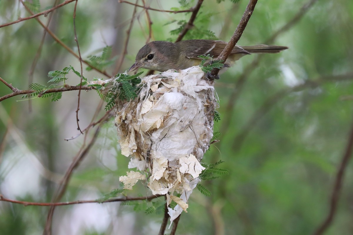 Bell's Vireo - ML633928178