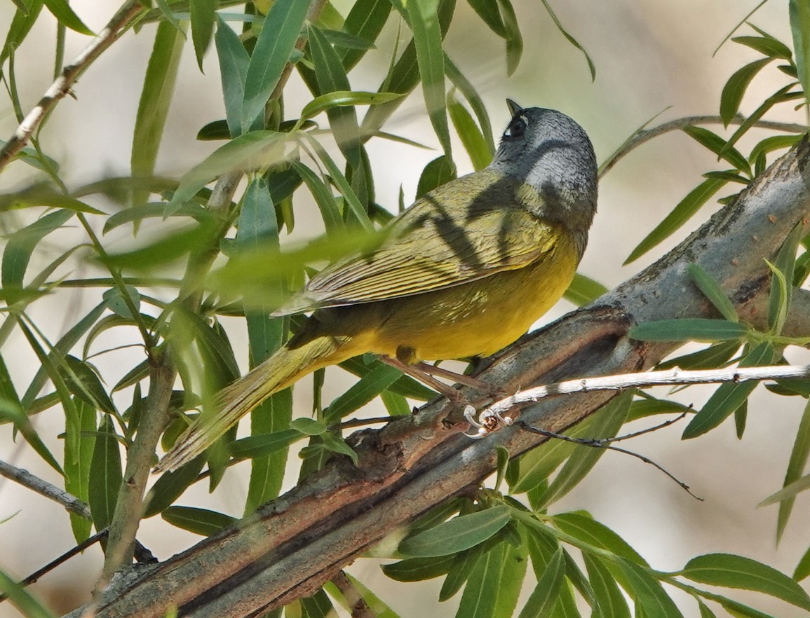 MacGillivray's Warbler - ML633928193