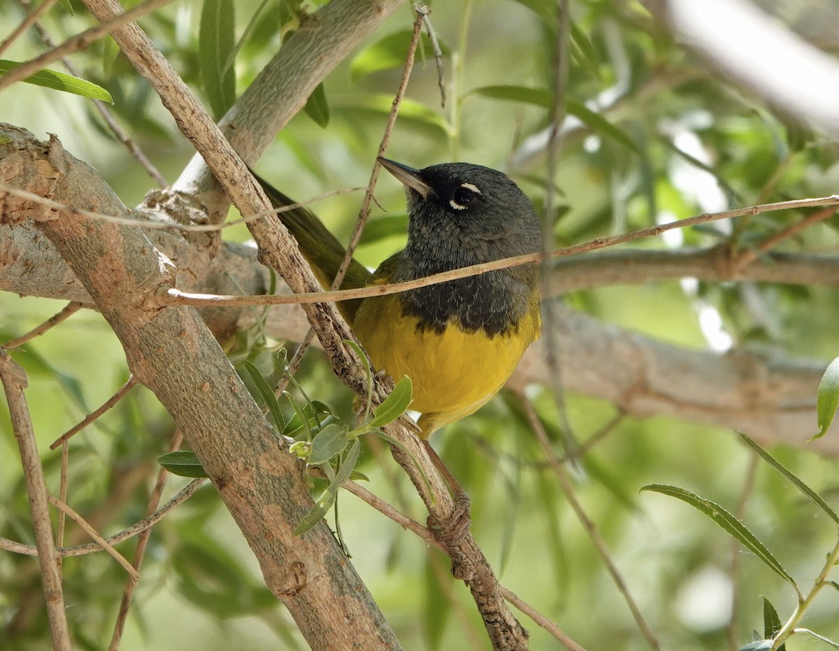 MacGillivray's Warbler - ML633928197
