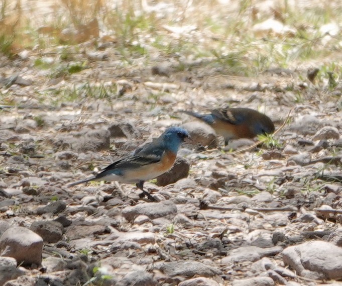 Lazuli Bunting - ML633928244