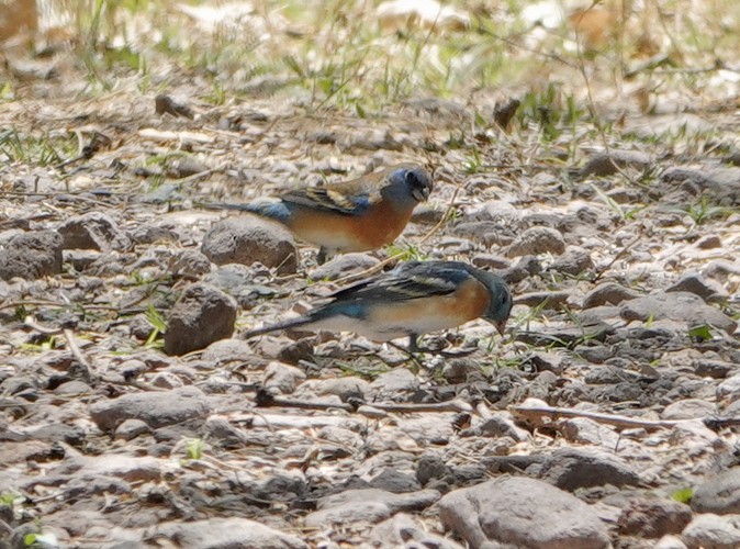 Lazuli Bunting - ML633928246