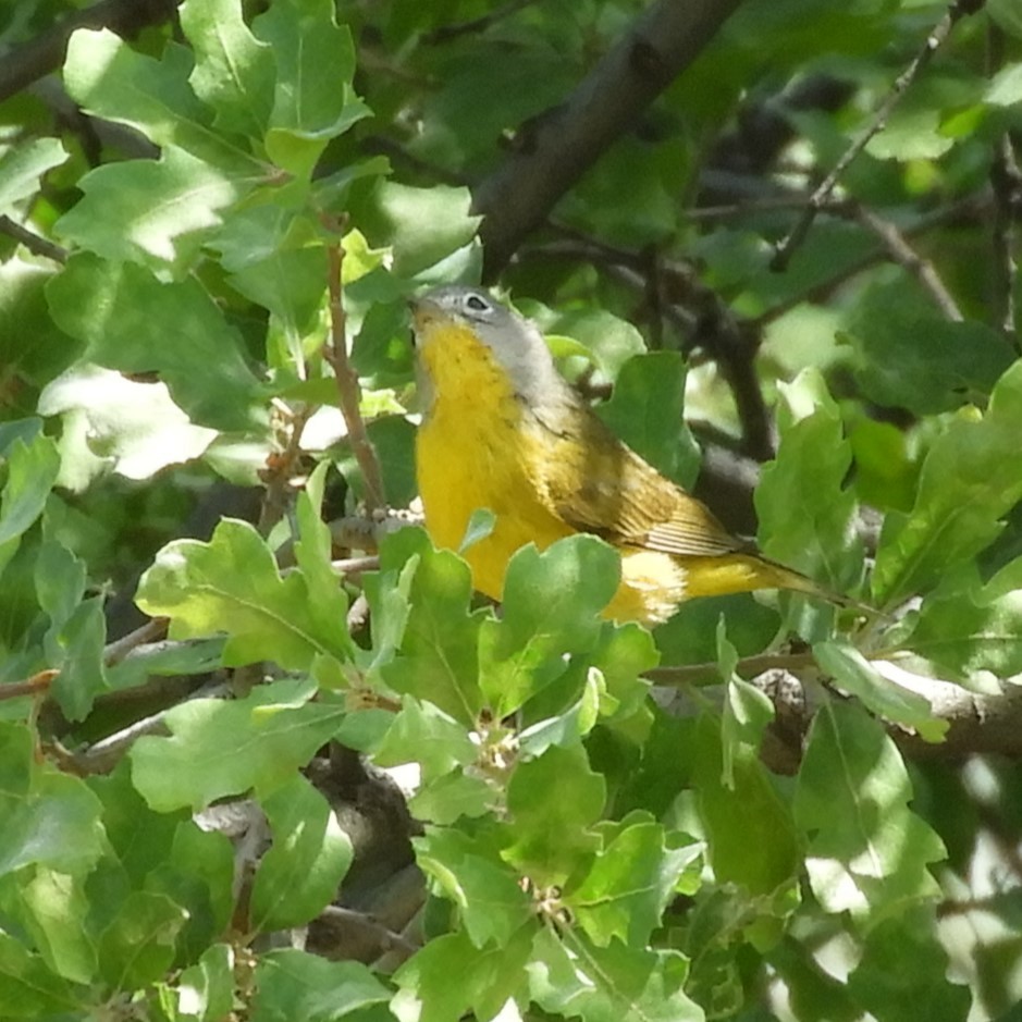 Nashville Warbler - ML633928359