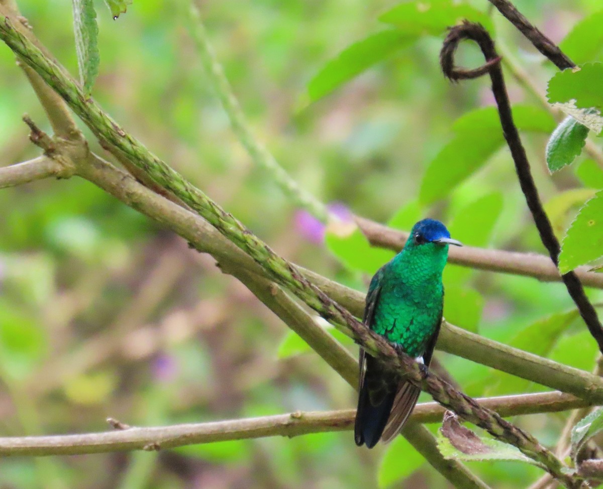 Indigo-capped Hummingbird - ML633928384
