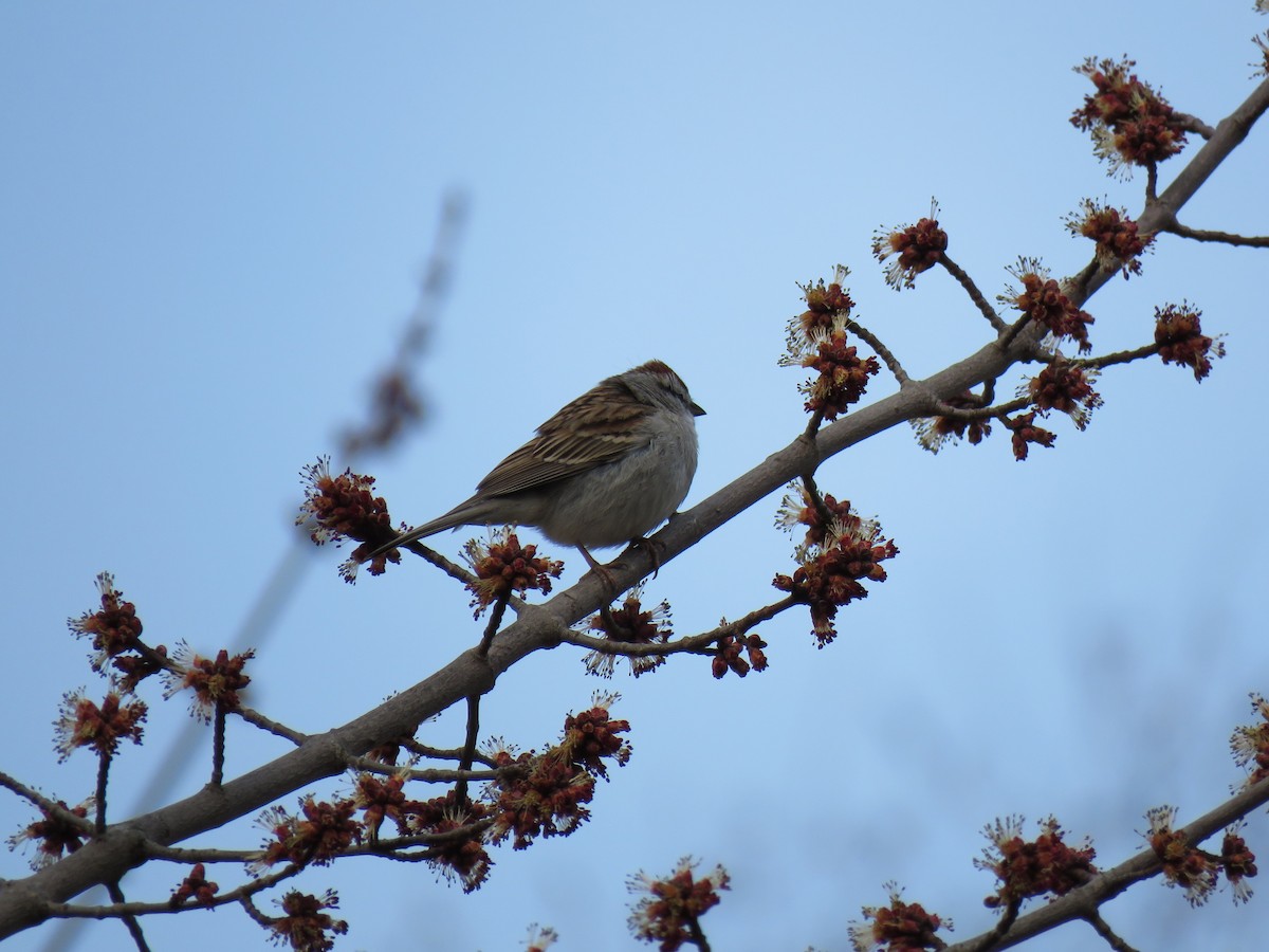 Chipping Sparrow - ML633928438