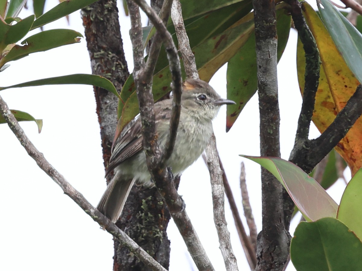 Rufous-crowned Elaenia - ML633928444