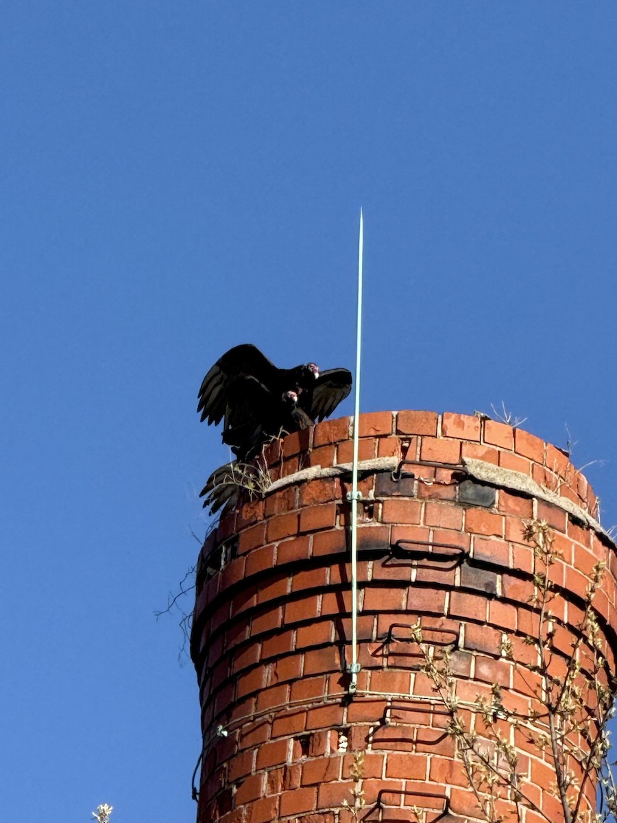 Turkey Vulture - ML633928538