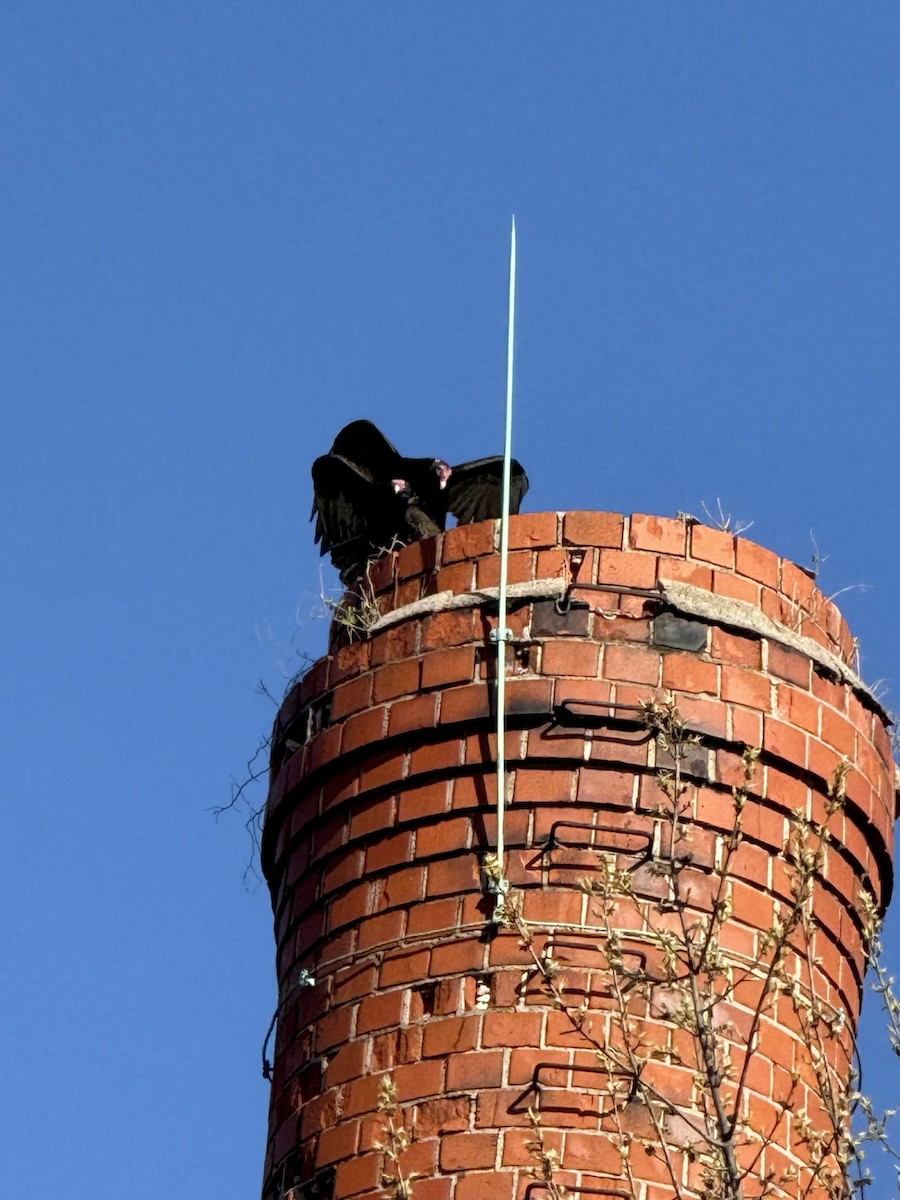 Turkey Vulture - ML633928542