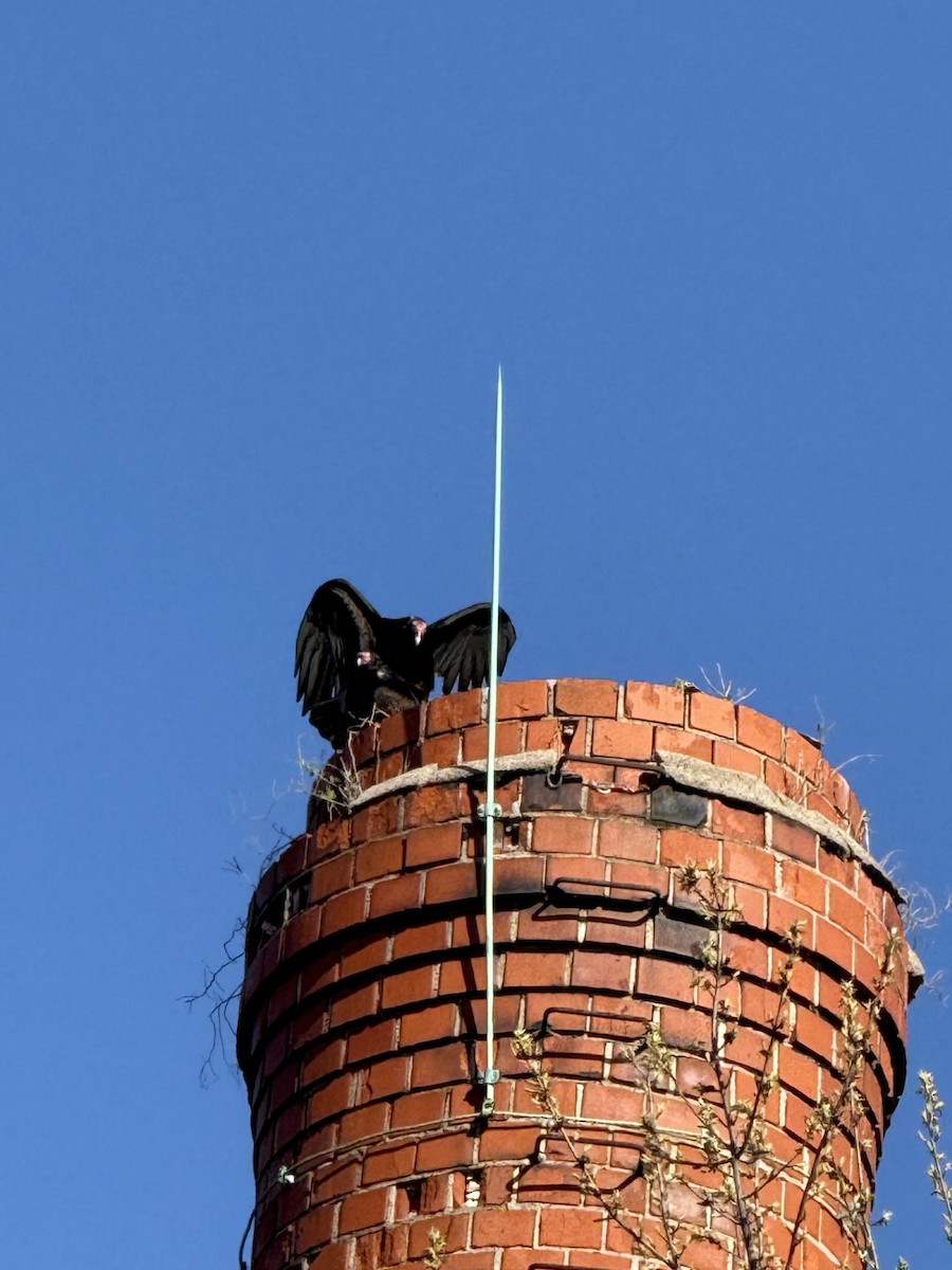 Turkey Vulture - ML633928545