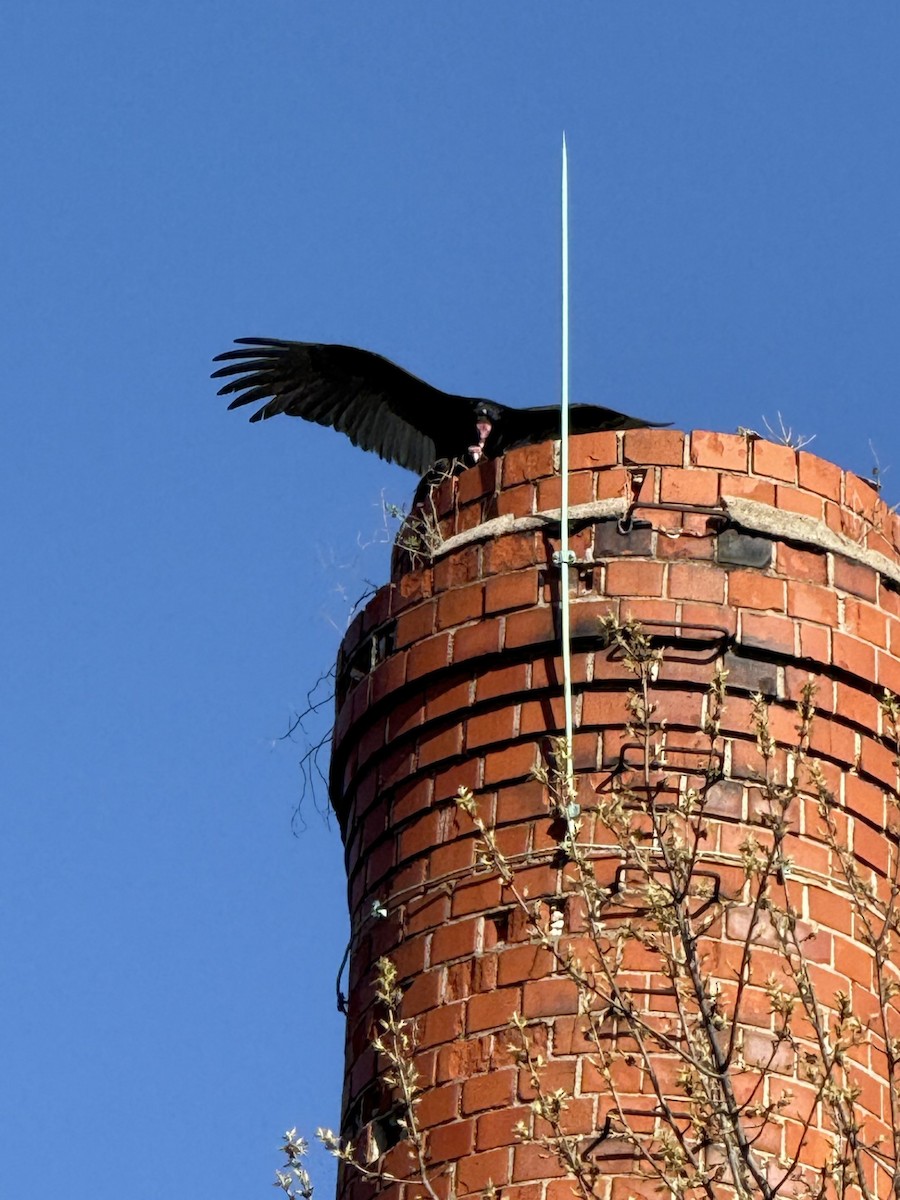 Turkey Vulture - ML633928546