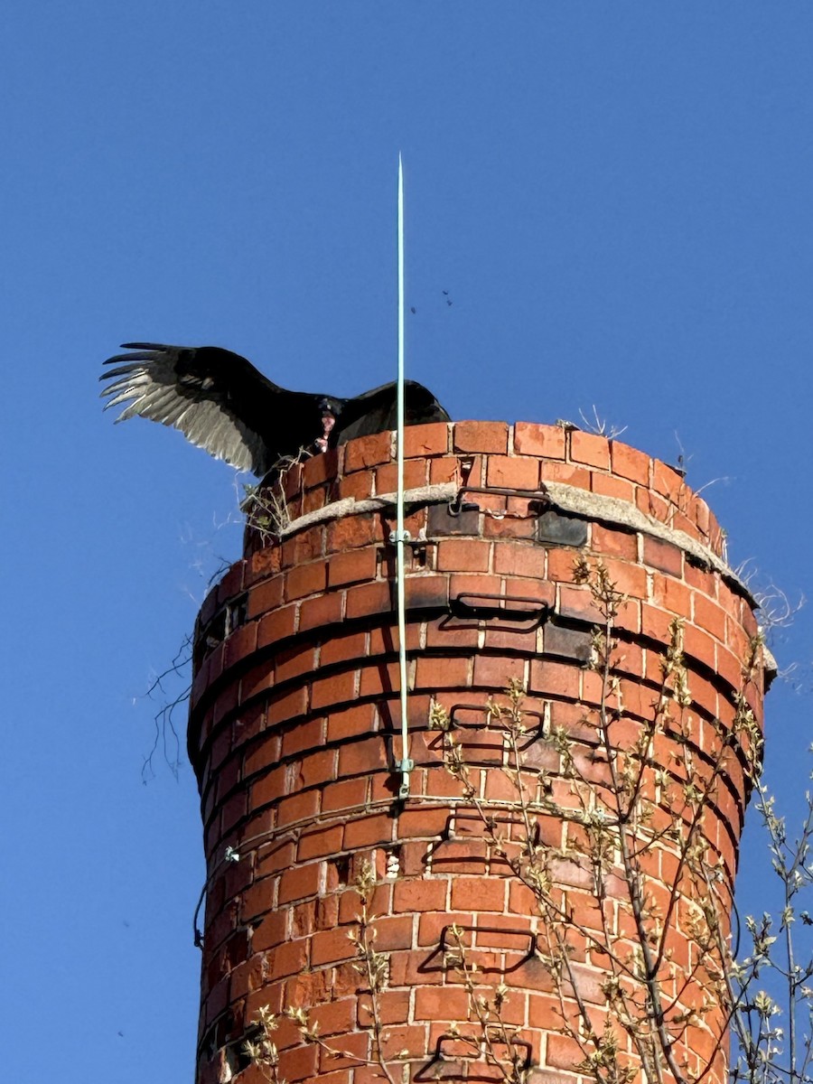 Turkey Vulture - ML633928547